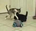 chat contre chiots Smith