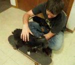Tous chiens savent faire skateboard