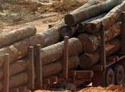 Brésil, Etat Mato Grosso Greenpeace dénonce rôle l’élevage dans déforestation