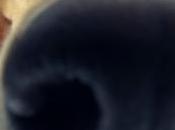 chien renifleur drogue meurt d'un cancer truffe