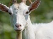 Russie veut créer chèvres génétiquement modifiées pour produire lait maternel