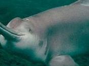 Biodiversité dernier dauphin Chine mort
