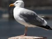 Imiter pour survivre technique adoptée goéland l'Homme