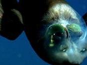 images scientifiques filment poisson grandes profondeurs crâne transparent