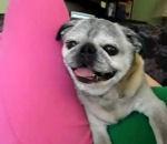 chien fait bruit d'un moteur lorsqu'il grogne