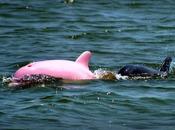 dauphin rose découvert dans Louisiane