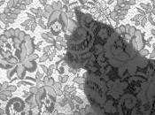 images chat plus laid monde est-il chien