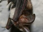 chauve-souris s'envole dans l'espace, accrochée navette spatiale