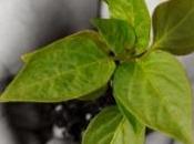 plantes envoient quand elles soif