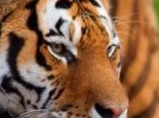 Biodiversité réchauffement climatique tire signal d'alarme