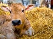 vache monde triplés