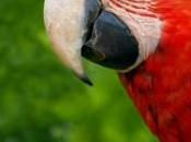 perroquet peluche menace d'arracher tête d'une petite fille