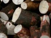 nouvelles variétés manioc pour améliorer l''alimentation