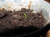 Concours “Pousse Kiwis”