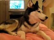 Même chiens savent dire t’Aime” alors faites effort messieurs