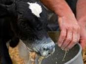 vétérinaires agriculteurs très exposés staphylocoques dorés