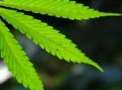 tonnes cannabis découvertes chez centenaire nigérian