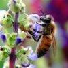 disparition abeilles, responsabilité personnelle