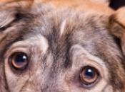 maîtres choisissent-ils délibérément chien leur ressemble physiquement