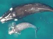 Mother whales