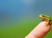 plus petite grenouille monde mesure peine d'un centimètre, découvrez-la images