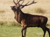 automobiliste risque prison après réveil d'un cerf "mort"