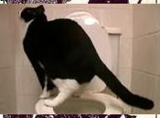 chat fait caca dans toilettes