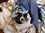 Sacré Charlie démarré matin