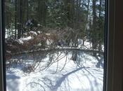 Découpe d'un arbre tombé