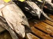 thon rouge disparaîtra d'ici 2012 pêche intensive s''arrête