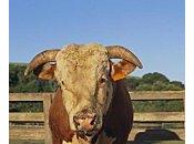 taureau liberté St-Etienne