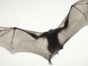 Assemblée régionale générale