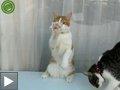 Videos animaux: chat laveur vitres chien danseur salsa l'oiseau maladroit