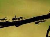 fourmis pourvues d'émetteurs radio pour étude scientifique
