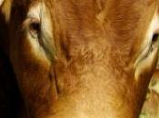 vidéo taureau sème panique dans supermarché