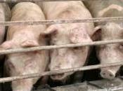 Mobilisation planétaire contre grippe porcine
