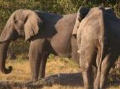 éléphants fuient Zimbabwe centaines