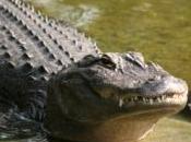 femme découvre alligator plus mètres paillasson, images