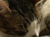 chat tous jours bibliothèque