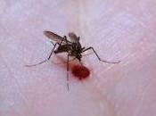 moustiques génétiquement modifiés pour lutter contre paludisme