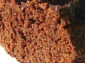 Cake chocolat fleur Pierre Hermé