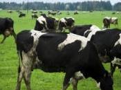 avec chansons préférées vaches