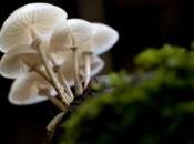 images collection champignons sauvée guerre rapatriée Chine après