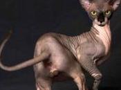 Dirk Pauwels, Nightshade [/Belladone] ceci n'est strip-tease