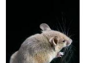 souris envahissent maison retraite mordent patients