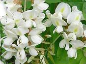 Beignets blanc bouquet (fleurs d'acacia)