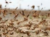 invasion criquets repoussée avec hard rock