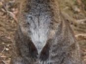 wallabies pour tondre gazons anglais