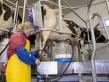 vache hyper font leur beurre producteurs lait