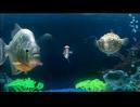 Clip “The Chemical Brothers Salmon Dance” veux même aquarium